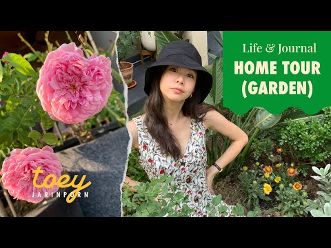 TOEYJARIN-Home-Tour-(Garden)-เ TOEYJARIN EP.6 ROSE Q&A มาปลูกกุหลาบกัน !