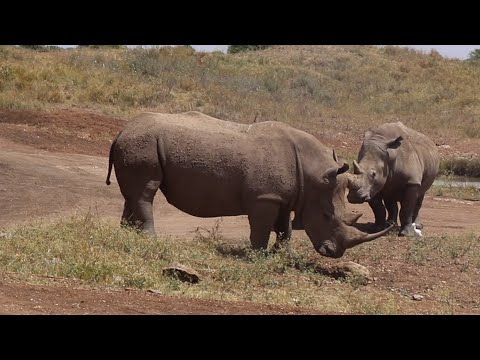 Male rhino gets rejected and removes his frustrations on another male rhino