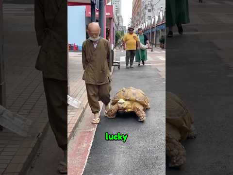 This Japanese Man Has the Most Unique Pet! 🐢 (@lisaellenknight on IG) #shorts #japan