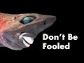 Deep-Sea Creatures and Misleading Images