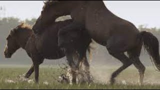 ¡Este Caballo Parece Pintado por un Artista… Pero Es 100% Real!