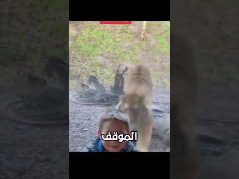 ماذا يحدث اذا أدرت ظهرك لأسد ؟؟؟؟