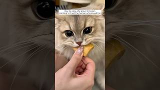 A kind man rescued a fragile mother cat and her kittens