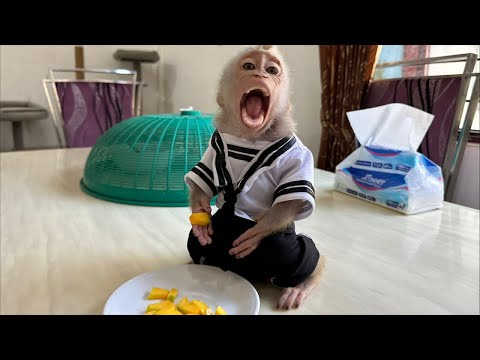 Baby Monkey Alpha takes care of itself while mom is napping