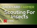 Pest Management in Vegetable Gardens