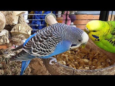 budgie sounds for lonely birds