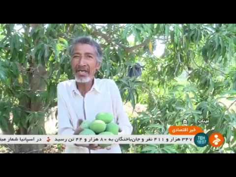 Iran Mahreghan village, Minab county, Spring 1399, Mango harvest انبه روستاي مهرگان ميناب