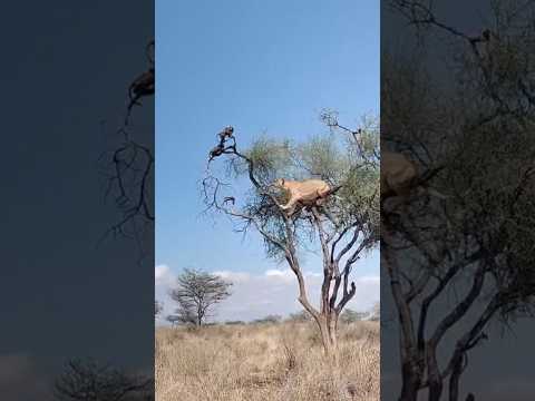 Hungry hunting lioness of samburu #foryou #viralvideo #trendingshorts #india#viralshort#russia#china