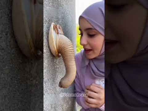 #islam #schoolgirl #student #pupil #classmates