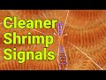 Cleaner Shrimp Behavior and Communication