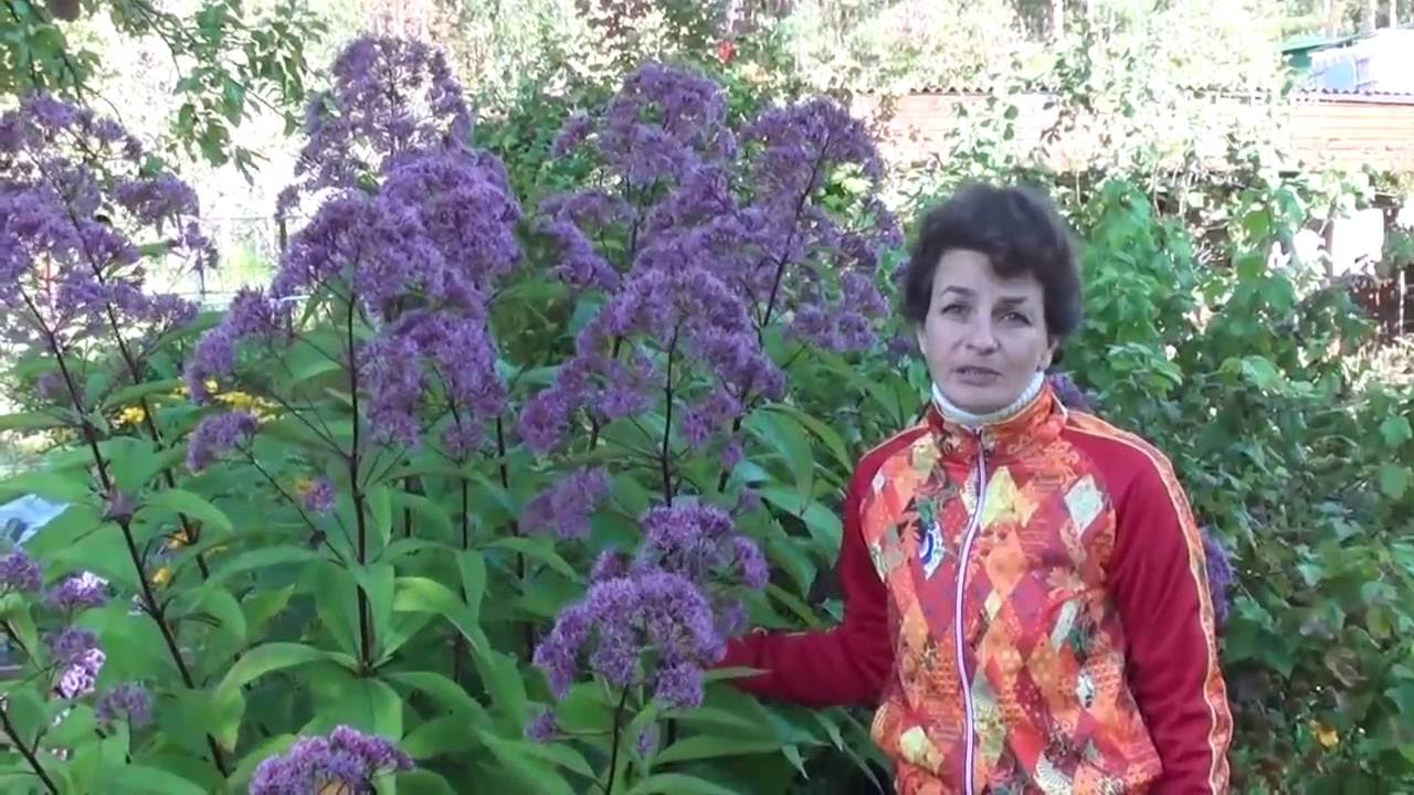Неприхотливые растения для сада Посконник