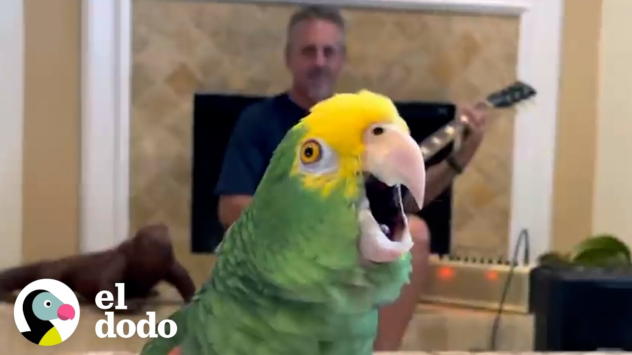 Loro insiste en cantar cada vez que papá toca la guitarra