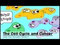 Exploring the Cell Cycle and Its Connection to Cancer