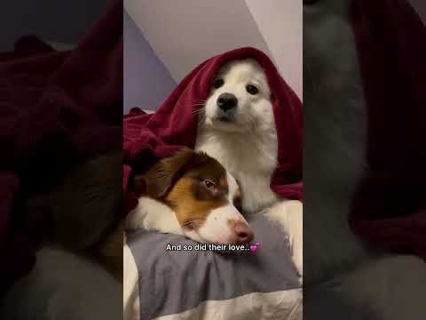 This STORY will melt your heart!? #shorts #dog