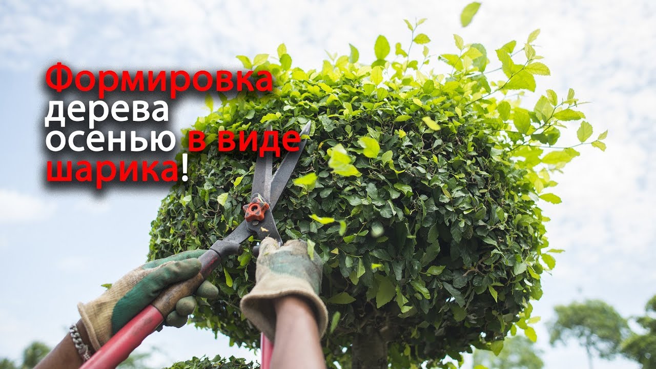 Формировка в виде шарика! Обрезка миндаля!