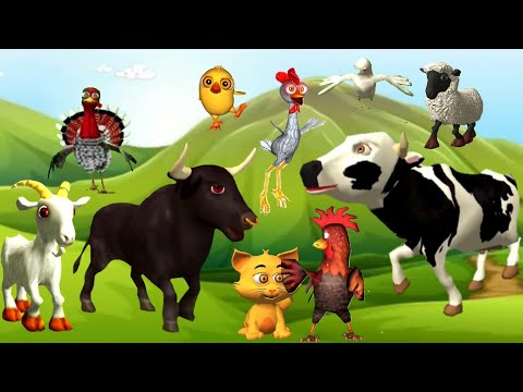 LOS ANIMALES LA VACA LOLA, POLLITO PIO, EL CABALLO PERCHERON Y EL TORO BAILANDO ALEGREMENTE