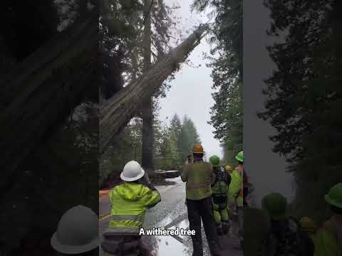 Clearing withered trees