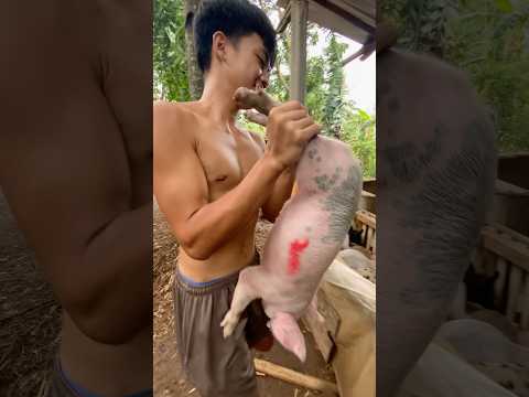 Vaccination is Almost Done #piglets #farming #farmer