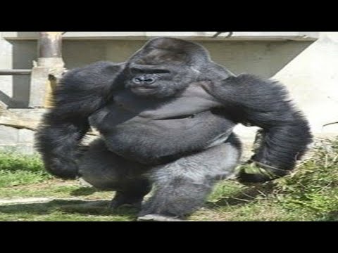 a gorilla's strength is literally immeasurable