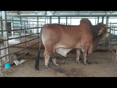 พามาเบิ่งอินทรีย์แดงcCc1551วัวนอกค่าตัวแพงสุดของTJ9ฟาร์ม