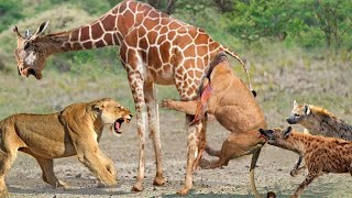 OMG! Mother Giraffe Uses All Means To Save Her Baby From Terrifying Attack Of Lion