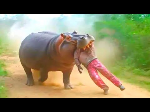 14 idiotas que se envolveram com animais perigosos (Edição Austrália)