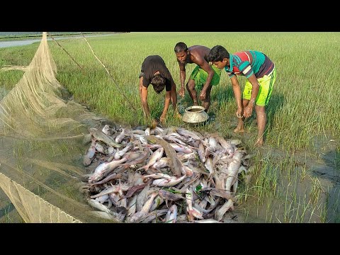 অভাগ করা কান্ড পানি নেই জালে শুধু মাছ আর মাছ🐟। Bangladesh fishing video। মাছ ধরার ভিডিও। মাছ ধরা