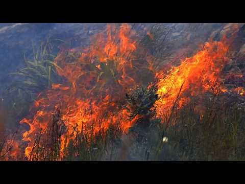 Wildfire: The Increasing Threat to Our Planet | Anatomy of a Wildfire