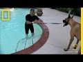 Dog Training and Behavior Understanding