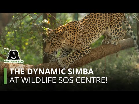 Adventures of Simba at The Manikdoh Leopard Rescue Centre (MLRC)