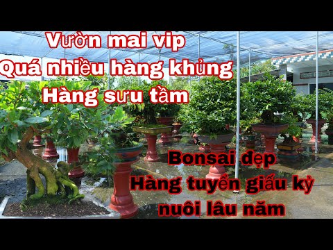 vườn mai vip _ toàn hàng sưu tầm độc , ace xem vui p1