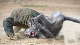 How Komodo Hunting Monkey Sucess- Animal Attacks