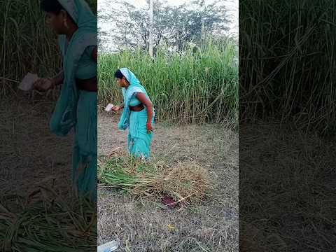 माल मिला बढ़िया #shortvideo #youtubeshorts #shorts