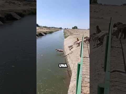 Cómo hacer que crucen las ovejas