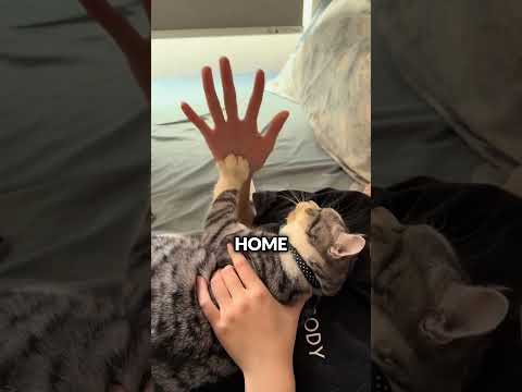 When Cats Fly