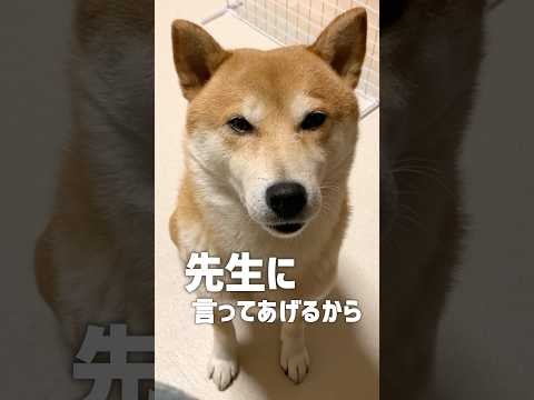 この時期がんばりがちな犬たち #犬 #柴犬 #柴犬こむぎ