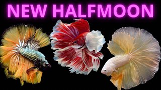 Video Betta Halfmoon Mới Cho Anh Em Sưu Tầm