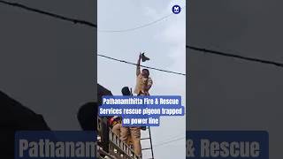 #Pathanamthitta #FireService rescue #pigeon trapped on power line