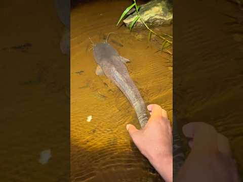 Niat mau cari ikan kecil, malah jumpa ikan besar, coba serok pakai karung 😂 #fishing #fish #shorts