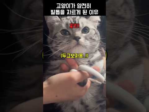 고양이가 얌전히 발톱을 자른 이유