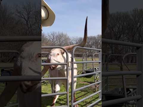 Angry Bull Destroys Everything #animals #farming #cow