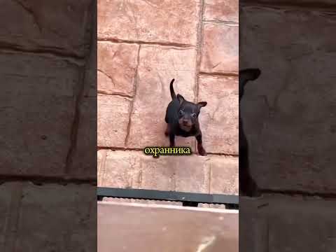 САМЫЙ МИЛЫЙ СТОРОЖ