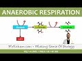 Anaerobic Respiration and Fermentation Concepts