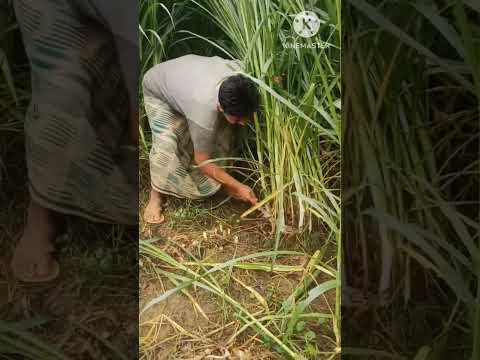 বাঁনপানিতে কি মারা যাবো ?#india #assam #reels #agriculture #farming #গ্রাম