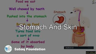 Stomach And Skin