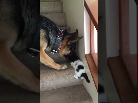 Dog brother helps cute kitten to go upstairs 😍