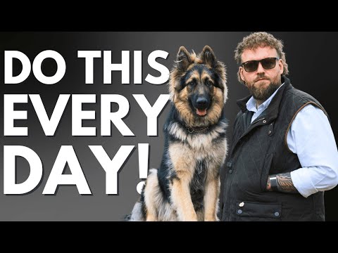 EASY Dog Training Wins You Can Do EVERY DAY!