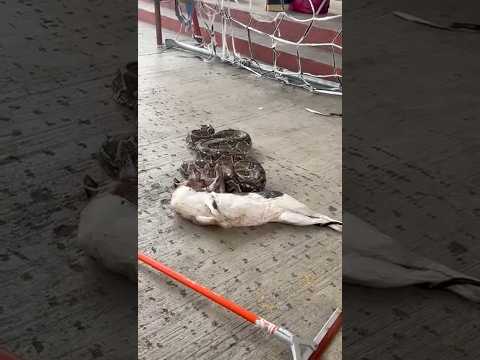#acapulco Aparece una pitón en casa particular En la zona residencial #vivora #shortvideo #tragedia