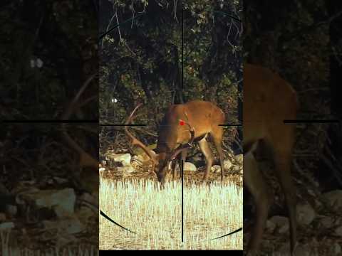 Red Stag Hunting | Caccia al cervo rosso | Jacht op rode herten