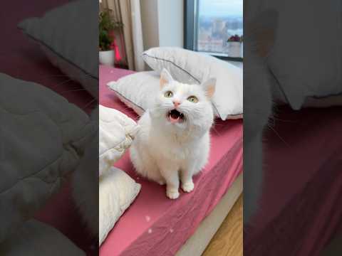 РУГАТЬ ЗА ТАКОЕ? 😳